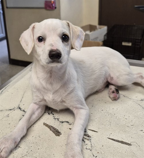 picture of the dog needing adoption