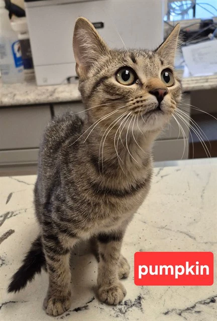 Pumpkin