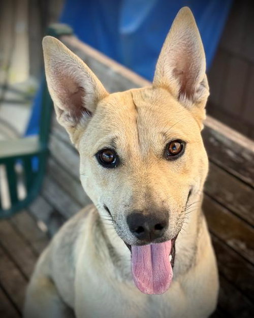 picture of the dog needing adoption