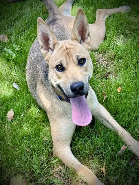 Dixie Pup - Carolina Dog