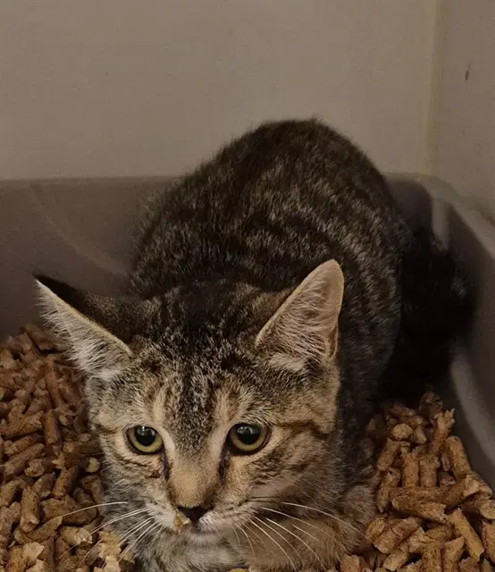 Rain - Domestic Short Hair