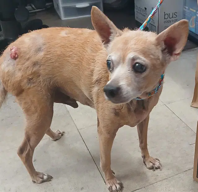 Paco - Chihuahua