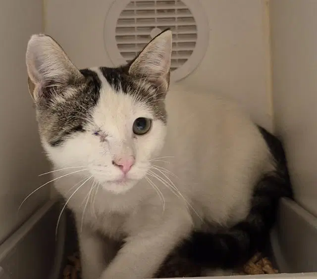 Skeeter - Domestic Short Hair