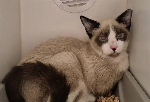 Buster - Snowshoe