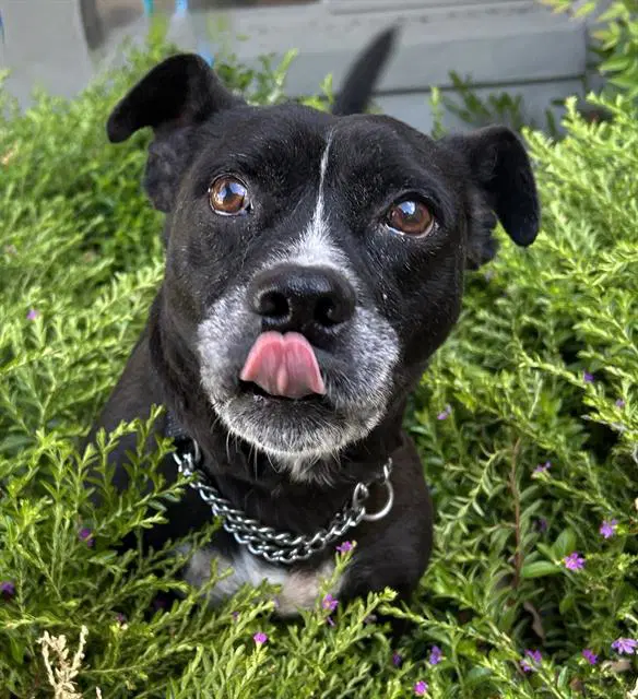 Marley - Chihuahua