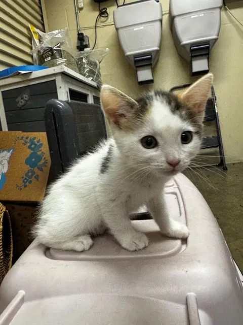 Nicki - Domestic Short Hair