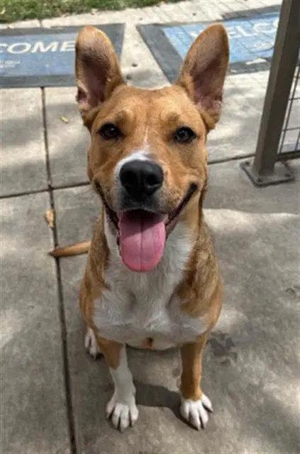 Mitzy - Australian Cattle Dog/Blue Heeler