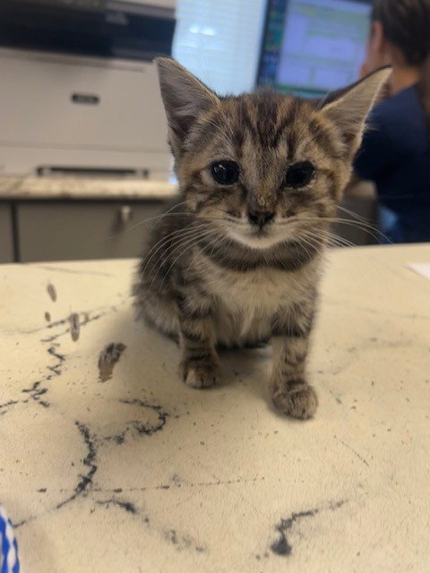picture of the cat needing adoption