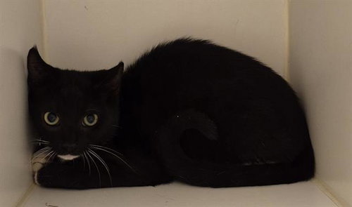 picture of the cat needing adoption