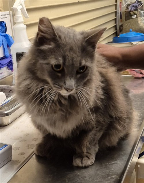 picture of the cat needing adoption