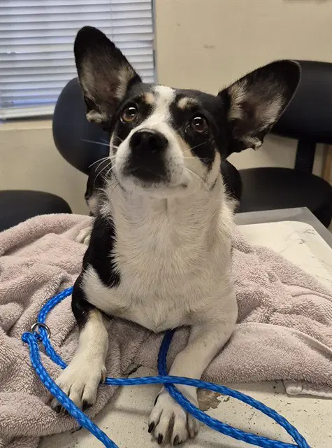 Starling - Rat Terrier