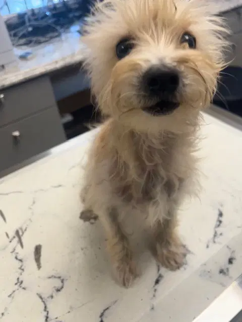 Scotty - Jack Russell Terrier (Parson Russell Terrier)