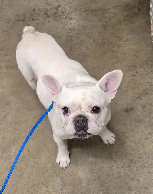 Binghe - French Bulldog