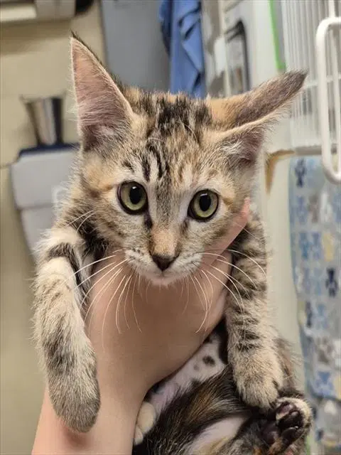 Butternut - Domestic Short Hair