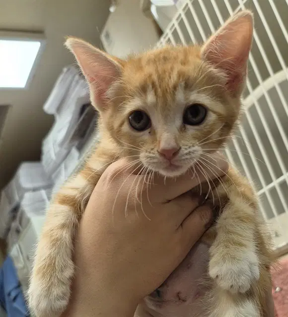 Apple Pie - Domestic Short Hair