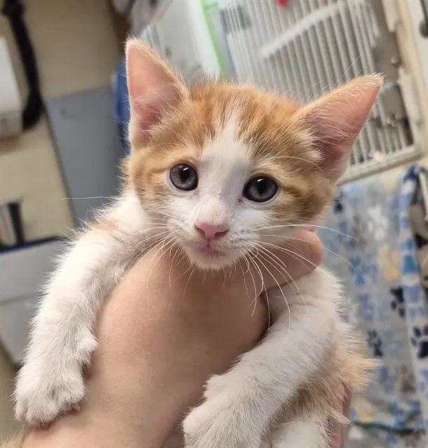 Candy Corn - Domestic Short Hair