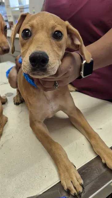 Mickey - Miniature Pinscher