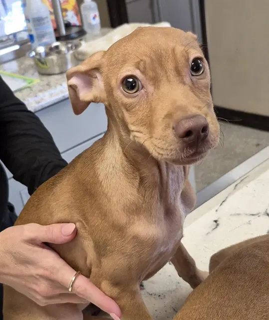 Minnie - Miniature Pinscher