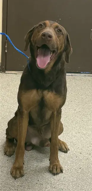Stretch - Doberman Pinscher
