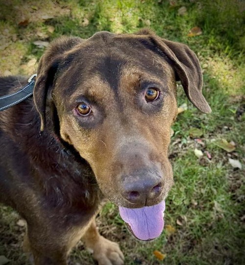 Stretch, Doberman Pinscher / Bloodhound / Mixed (medium coat)