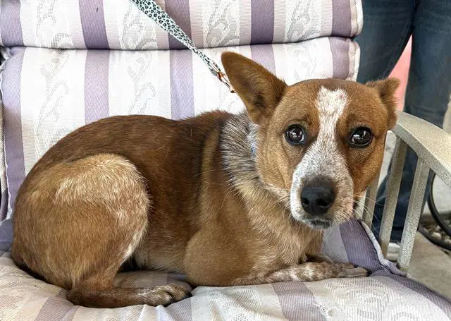 Calamity - Queensland Heeler