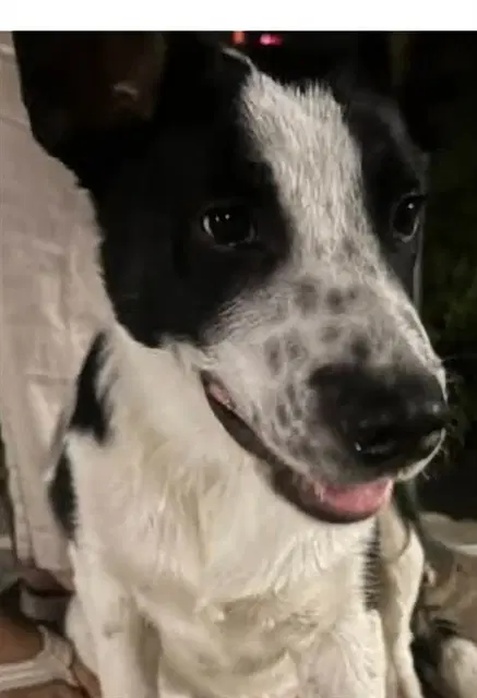 Stetson - Border Collie