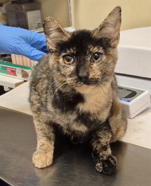 Estelle, Domestic Short Hair
