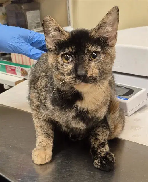 Estelle - Domestic Short Hair