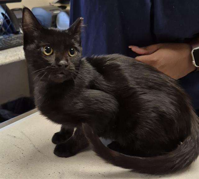 Moss, Domestic Short Hair