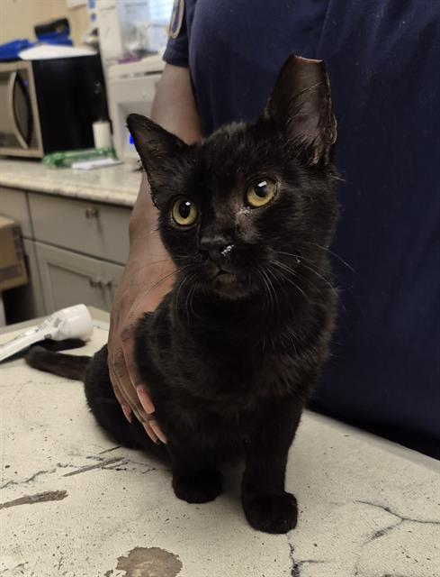 Twig, Domestic Short Hair