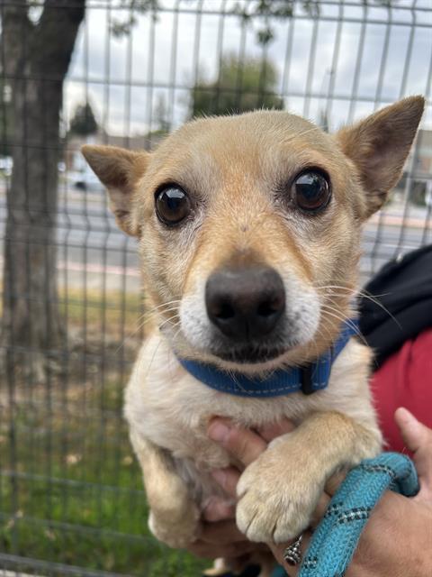 Al, Chihuahua (medium coat)