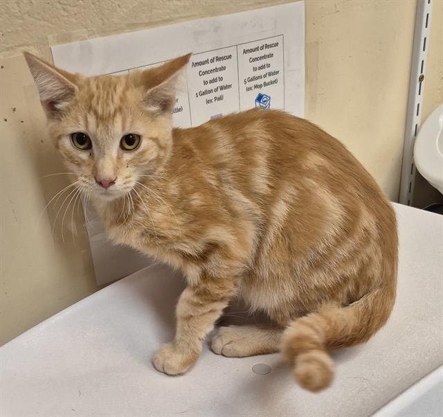 Elm, Domestic Short Hair