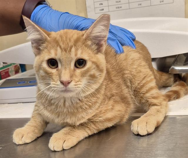 Hawthorn, Domestic Short Hair