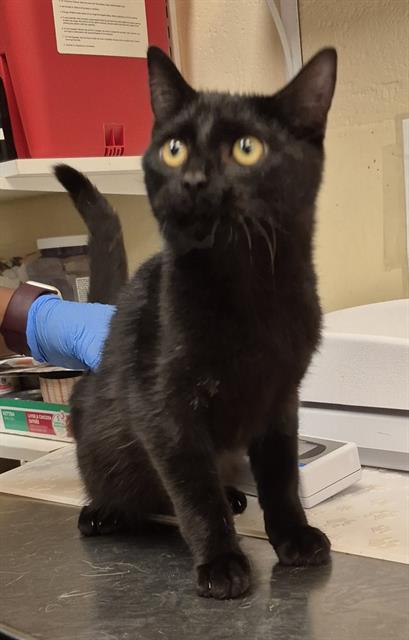Aries, Domestic Short Hair