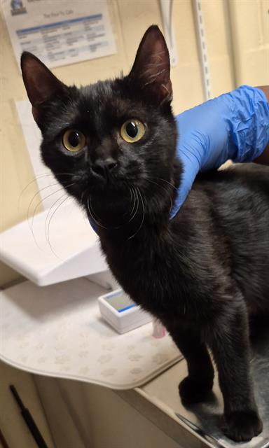 Sterling, Domestic Short Hair