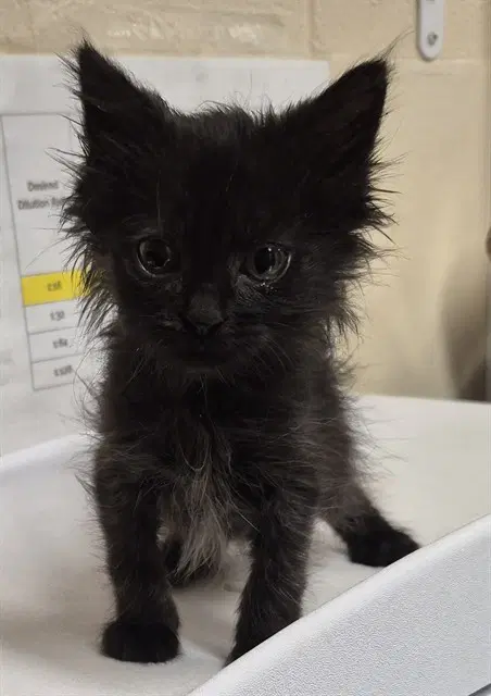 Bagel - Domestic Short Hair