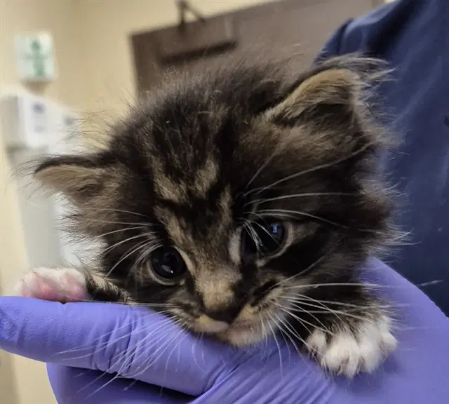 Bentley - Domestic Medium Hair