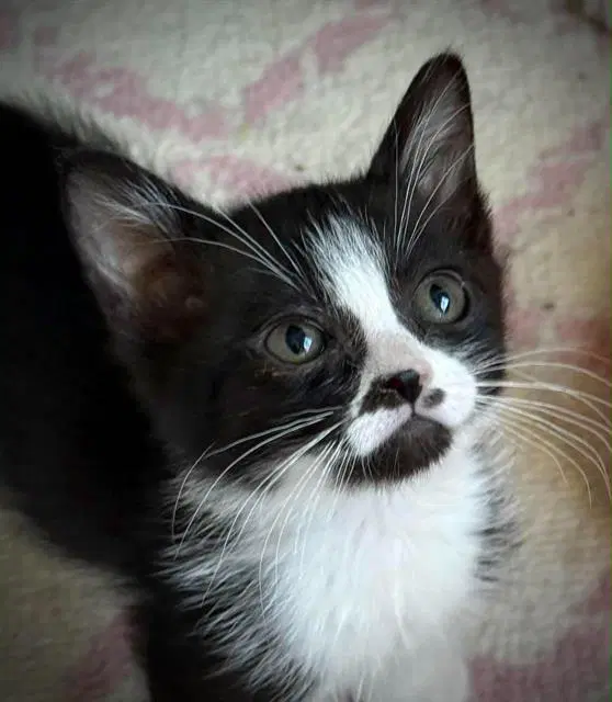 Marilyn - Domestic Short Hair