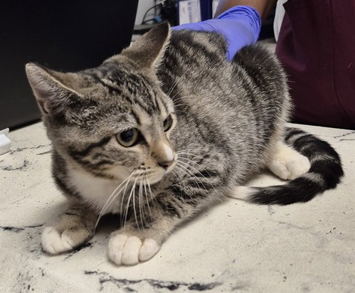 Mack, Domestic Short Hair (medium coat)