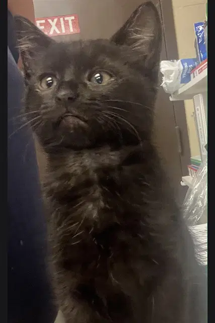 Eminem - Domestic Short Hair