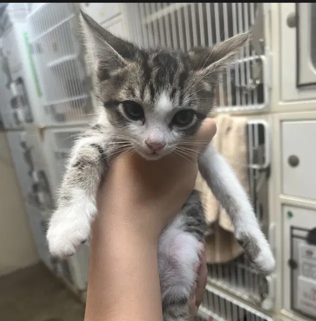 Minka - Domestic Short Hair