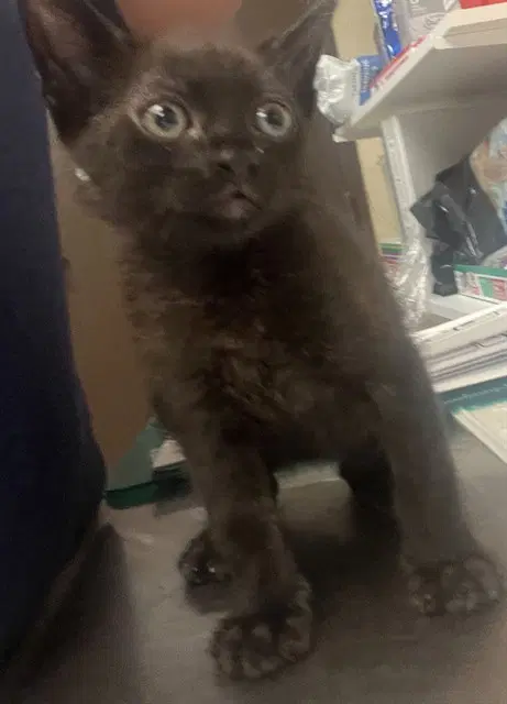 Caramel - Domestic Short Hair