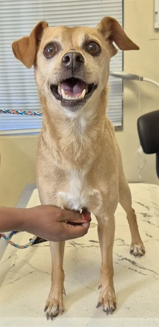 Gus