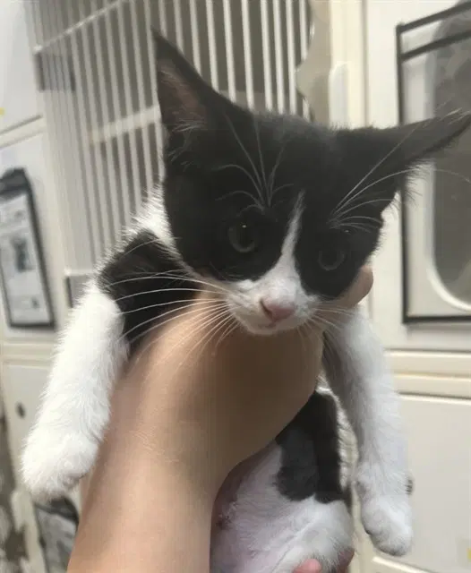 Peek-A-Boo - Domestic Short Hair
