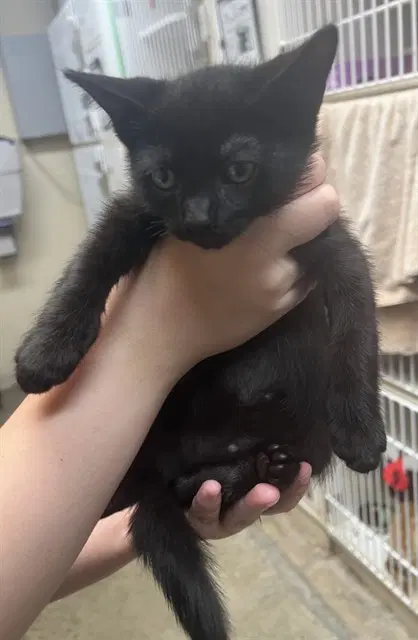 Pumpkin Spice - Domestic Short Hair