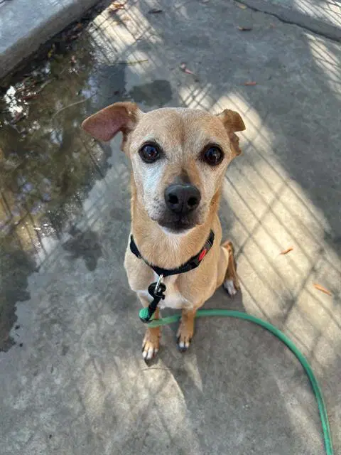 Gus - Chihuahua
