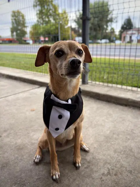 Gus - Chihuahua