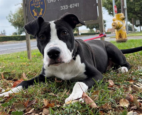 Wile E. Coyote, Border Collie / Pit Bull Terrier / Mixed (medium coat)