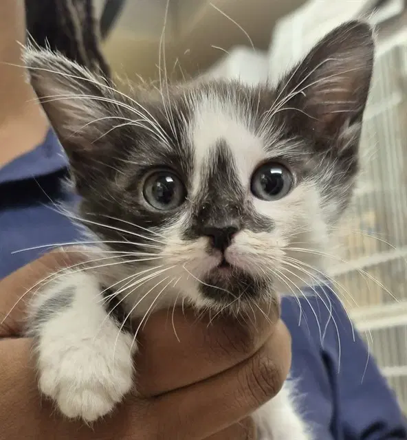 Salsa - Domestic Short Hair