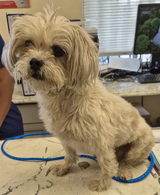 Eva - Lhasa Apso